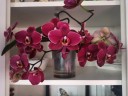 Phal. OX Black Face '1647' 2.5'' УЦЕНКА (нет нижних листиков)