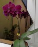 Phal. OX Black Face '1647' 2.5'' УЦЕНКА (нет нижних листиков)