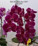 Phal. OX Black Face '1647' 2.5'' УЦЕНКА (нет нижних листиков)