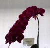 Phal. OX Black Face '1647' 2.5'' УЦЕНКА (нет нижних листиков)