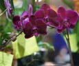 Phal. OX Black Face '1647' 2.5'' УЦЕНКА (нет нижних листиков)