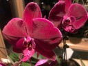 Phal. OX Black Face '1647' 2.5'' УЦЕНКА (нет нижних листиков)