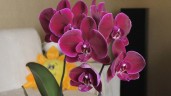 Phal. OX Black Face '1647' 2.5'' УЦЕНКА (нет нижних листиков)