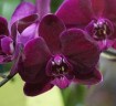 Phal. OX Black Face '1647' 2.5'' УЦЕНКА (нет нижних листиков)