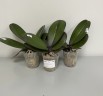 Phal. OX Black Face '1647' 2.5'' УЦЕНКА (нет нижних листиков)