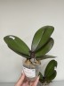 Phal. OX Black Face '1647' 2.5'' УЦЕНКА (нет нижних листиков)