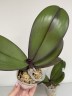 Phal. OX Black Face '1647' 2.5'' УЦЕНКА (нет нижних листиков)