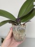 Phal. OX Black Face '1647' 2.5'' УЦЕНКА (нет нижних листиков)