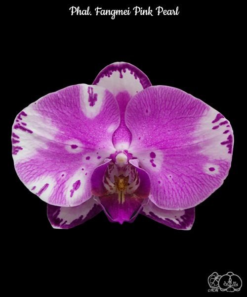 Phal. Fangmei Pink Pearl 2.5''