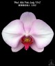 Phal. Miki Pink Lady '1342' 2.5'' УЦЕНКА (мех. повр. лист.)
