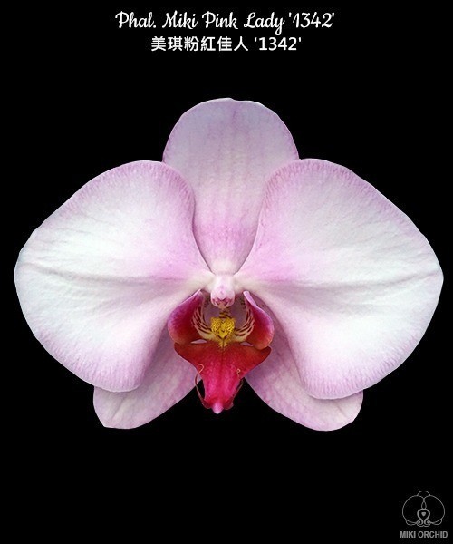 Phal. Miki Pink Lady '1342' 2.5'' УЦЕНКА (мех. повр. лист.)