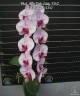 Phal. Miki Pink Lady '1342' 2.5'' УЦЕНКА (мех. повр. лист.)
