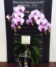 Phal. Miki Pink Lady '1342' 2.5'' УЦЕНКА (мех. повр. лист.)