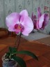 Phal. Miki Pink Lady '1342' 2.5'' УЦЕНКА (мех. повр. лист.)