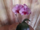 Phal. Miki Pink Lady '1342' 2.5'' УЦЕНКА (мех. повр. лист.)