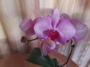 Phal. Miki Pink Lady '1342' 2.5'' УЦЕНКА (мех. повр. лист.)