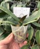 Phal. Miki Pink Lady '1342' 2.5'' УЦЕНКА (мех. повр. лист.)