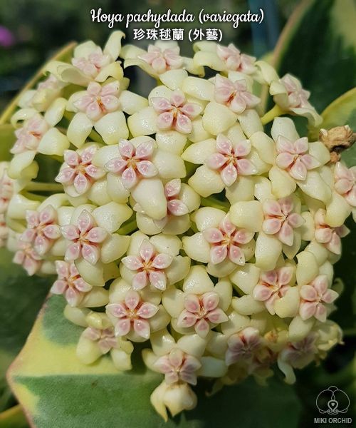 Hoya pachyclada (variegata) 1.7"