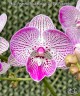 Phal. Formosa Blackberry × Yu Pin Fireworks 2.5'' УЦЕНКА (нет нихн. лист.)