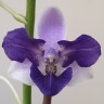 Phal. Memoria Val Rettig (peloric) 2.5"