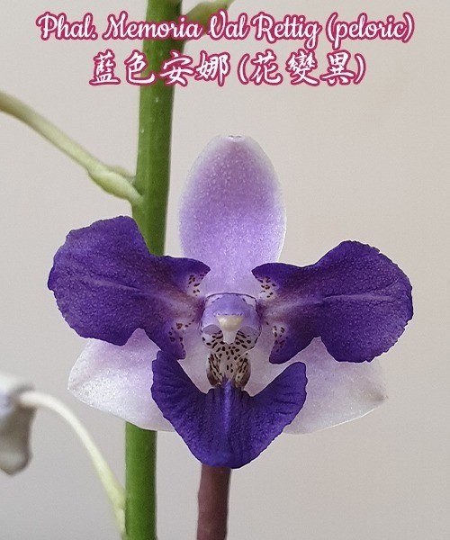 Phal. Memoria Val Rettig (peloric) 2.5"