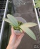 Phal. Memoria Val Rettig (peloric) 2.5"