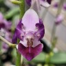 Phal. Memoria Val Rettig (peloric) 2.5"