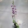 Phal. Memoria Val Rettig (peloric) 2.5"