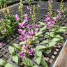 Phal. Memoria Val Rettig (peloric) 2.5"