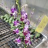 Phal. Memoria Val Rettig (peloric) 2.5"