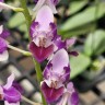 Phal. Memoria Val Rettig (peloric) 2.5"