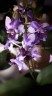 Phal. Memoria Val Rettig (peloric) 2.5"