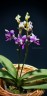 Phal. Memoria Val Rettig (peloric) 2.5"