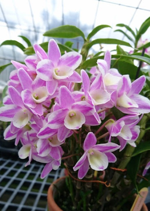 D.  Hamana Lake “Kumi” 2.5'