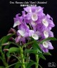 Den. Hamana Lake 'Kumi' (Mutation) 2.0"