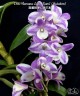 Den. Hamana Lake 'Kumi' (Mutation) 2.0"
