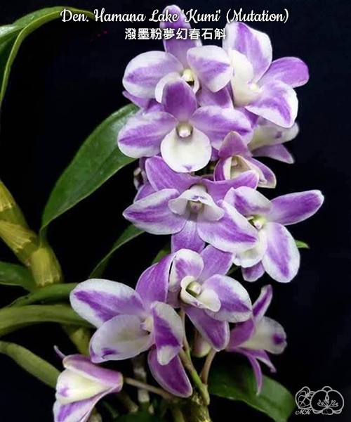 Den. Hamana Lake 'Kumi' (Mutation) 2.0"