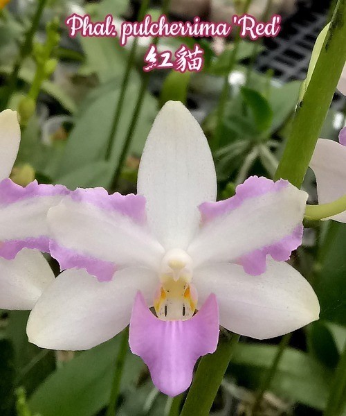 Phal. pulcherrima 'Red' 2.5"