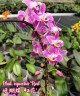 Phal. equestris 'Red' 2.5''