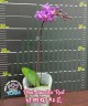 Phal. equestris 'Red' 2.5''