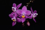 Phal. equestris 'Red' 2.5''