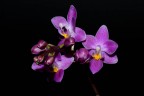 Phal. equestris 'Red' 2.5''