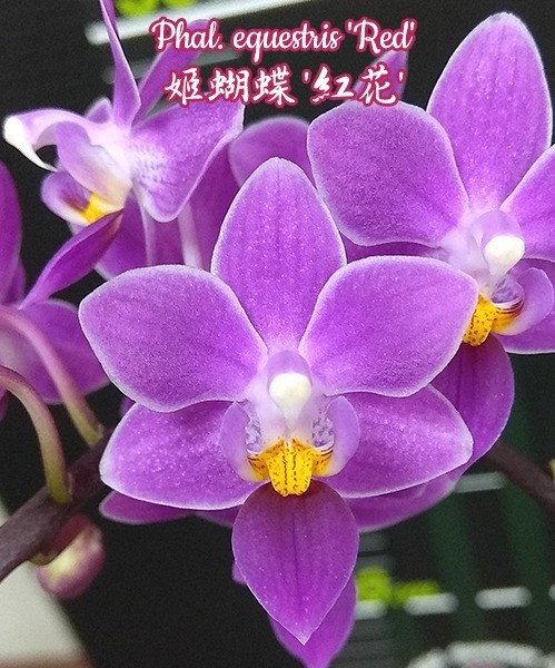 Phal. equestris 'Red' 2.5''