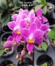 Phal. equestris 'Red' 2.5''