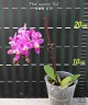 Phal. equestris 'Red' 2.5''