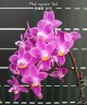 Phal. equestris 'Red' 2.5''