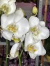 Beautifall white (2 цветоноса; Ø 12 см) УЦЕНКА (отцветает)