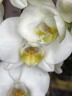 Beautifall white (2 цветоноса; Ø 12 см) УЦЕНКА (отцветает)