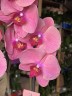 Orchideeen Mix (2 цветоноса; Ø 12 см) УЦЕНКА (отцветает)