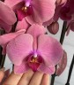 Orchideeen Mix (2 цветоноса; Ø 12 см) УЦЕНКА (отцветает)